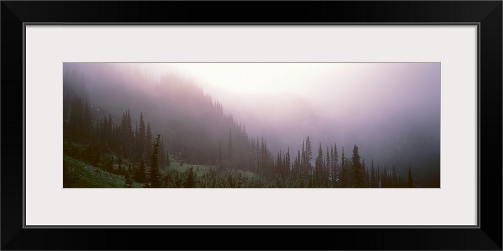 Pine trees in a forest, Mt Rainier National Park, Washington State