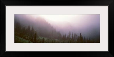 Pine trees in a forest, Mt Rainier National Park, Washington State