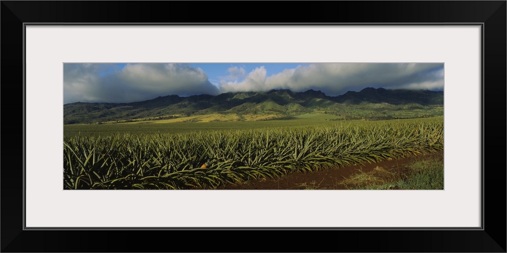 Pineapple crop in a field, Oahu, Hawaii