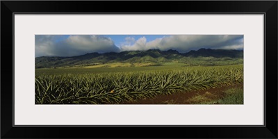 Pineapple crop in a field, Oahu, Hawaii