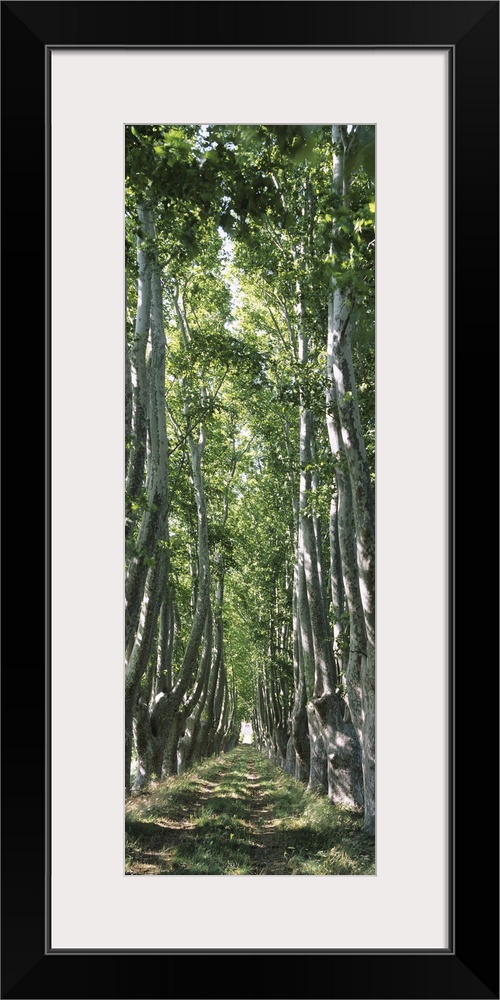 Plane trees in a forest, Provence, Provence-Alpes-Cote d'Azur, France