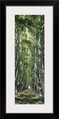 Plane trees in a forest, Provence, Provence-Alpes-Cote d'Azur, France