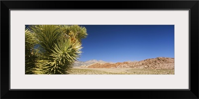 Plant in a desert, Red Rock Canyon National Conservation Area, Clark County, Nevada