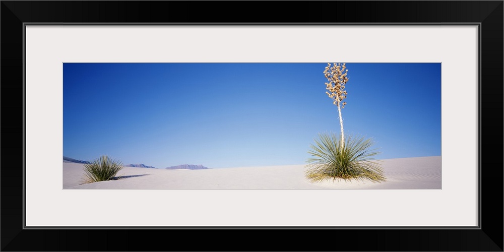 Plants in a desert, White Sands National Monument, New Mexico