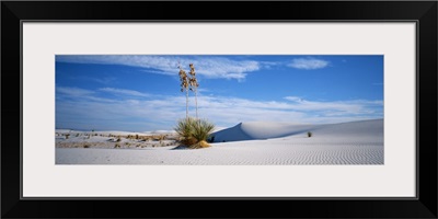Plants in a desert, White Sands National Monument, New Mexico