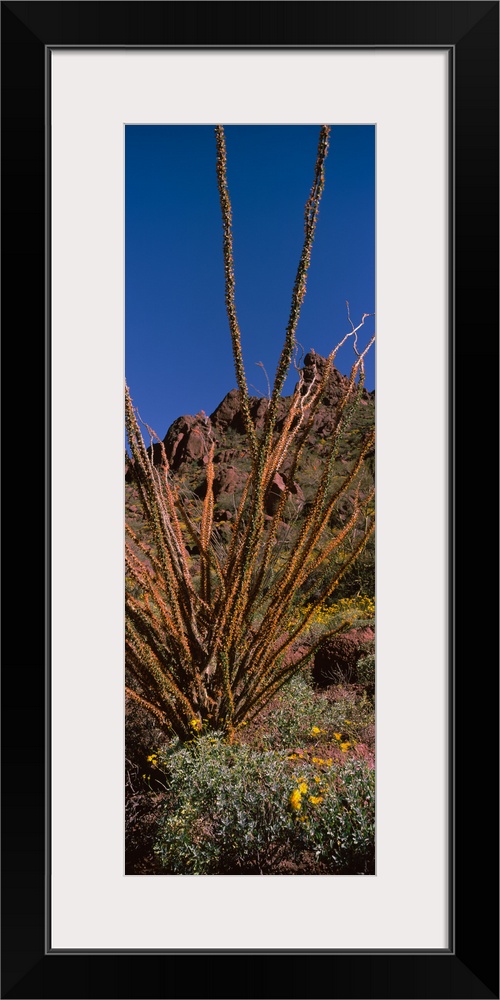 Plants on a landscape Organ Pipe Cactus National Monument Arizona