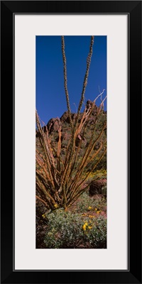 Plants on a landscape Organ Pipe Cactus National Monument Arizona