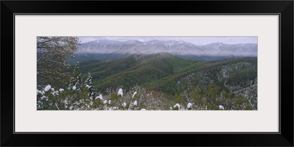 Plants on a mountain, Blue Ridge Mountains, Mount Mitchell, North Carolina