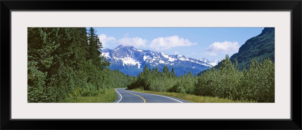 Plants on both sides of a road, Glacier Road, Kenai Mountains, Kenai Peninsula, Seward, Alaska