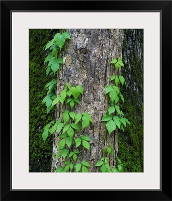 Poison ivy vine on tree trunk, Kistachie National Forest, Louisiana