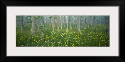 Pond, Cypress Trees, Tall Milkwort Plants, Flowers, Antioch Church Bay, North Carolina