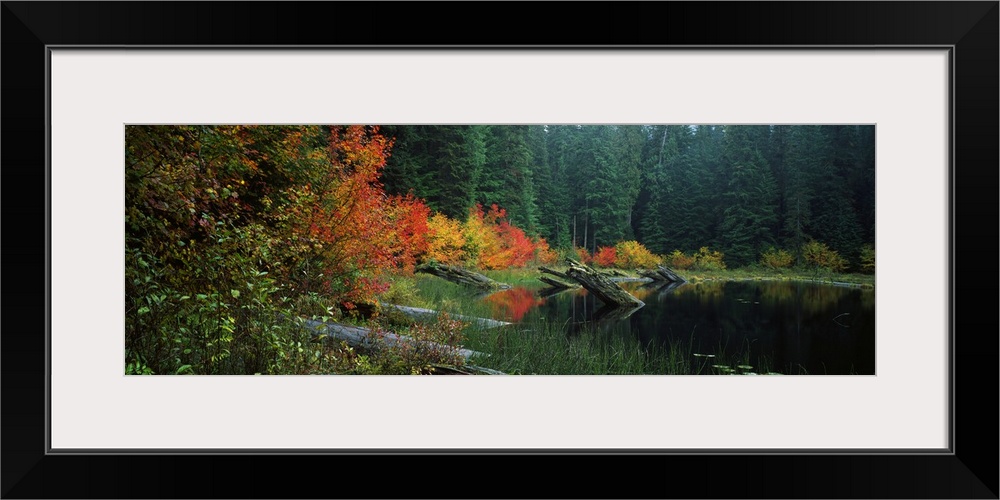 Landscape photograph on a big wall hanging of a pond with large logs protruding from the water, surrounded by a forest of ...