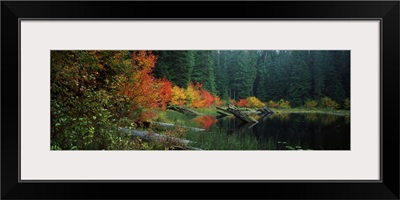 Pond in forest in Autumn