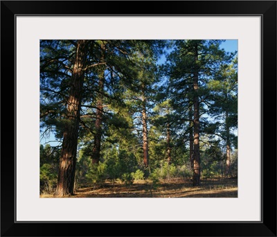 Ponderosa pine tree forest, Kaibab National Forest, Arizona