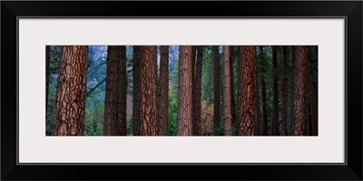 Ponderosa Pines in Yosemite National Park California