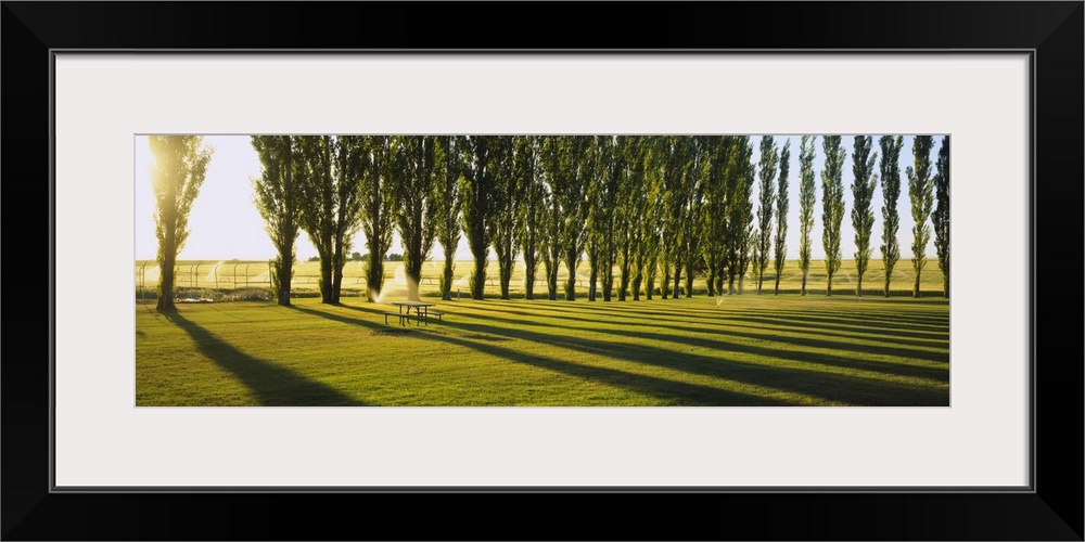 Poplar trees near a wheat field, Twin Falls, Idaho