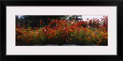 Poppies along a stone wall, Fidalgo Island, Skagit County, Washington