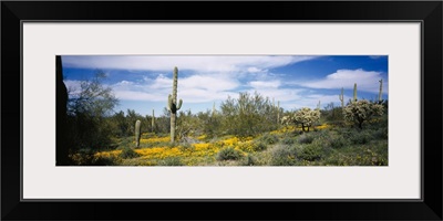 Poppies and cactus on a landscape, Organ Pipe Cactus National Monument, Arizona