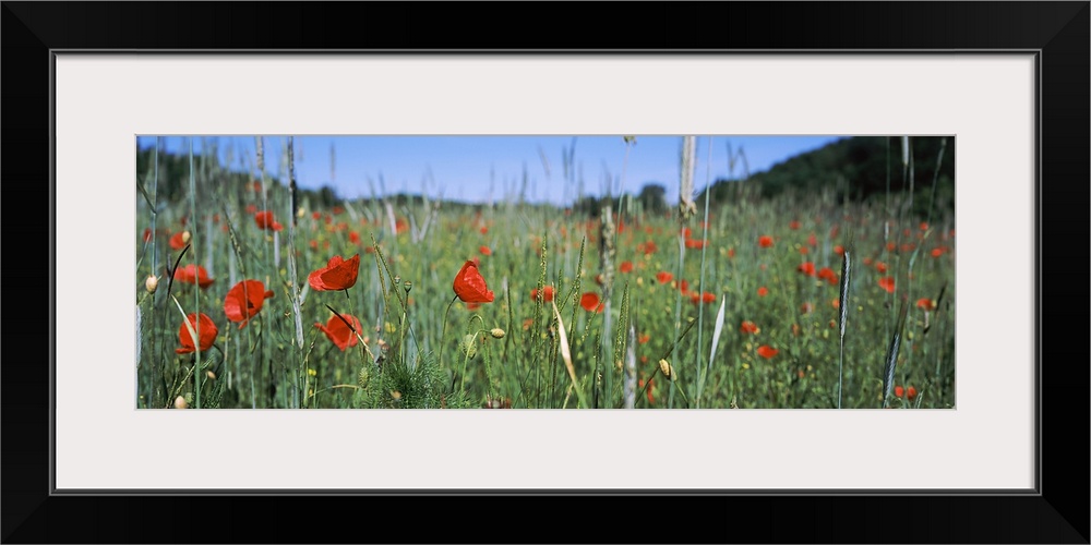 Germany, Baden Wuerttemberg, Poppy field