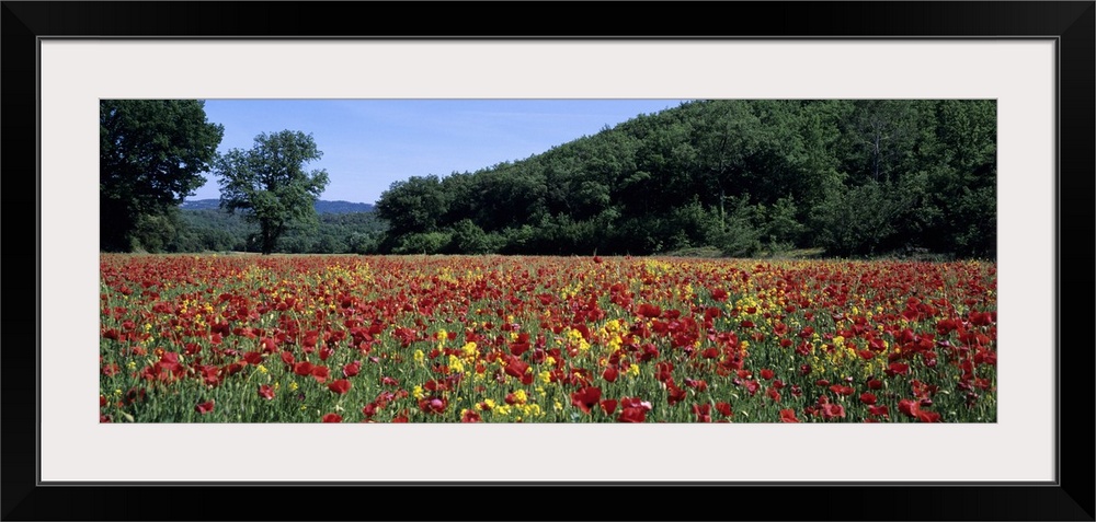 Poppies growing in a field, France