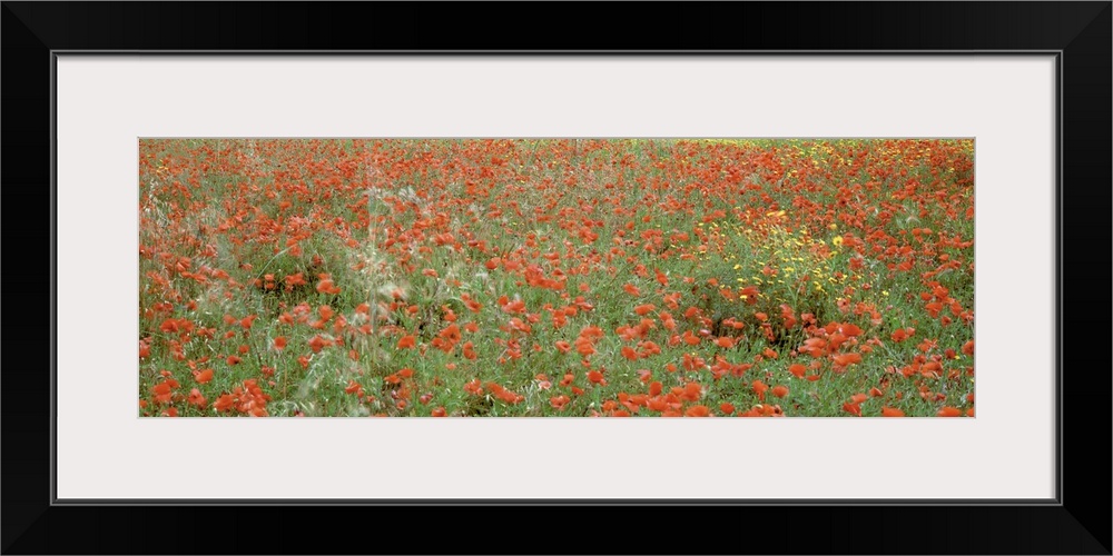 Poppies growing in a field, Sicily, Italy