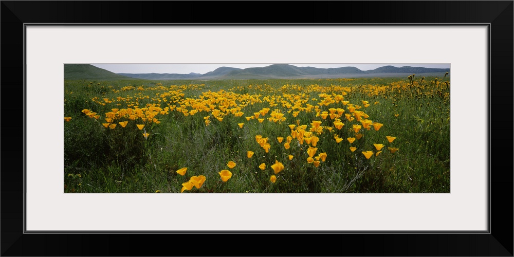 Poppies in a field, Carrizo Plain, San Luis Obispo County, California