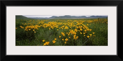 Poppies in a field, Carrizo Plain, San Luis Obispo County, California