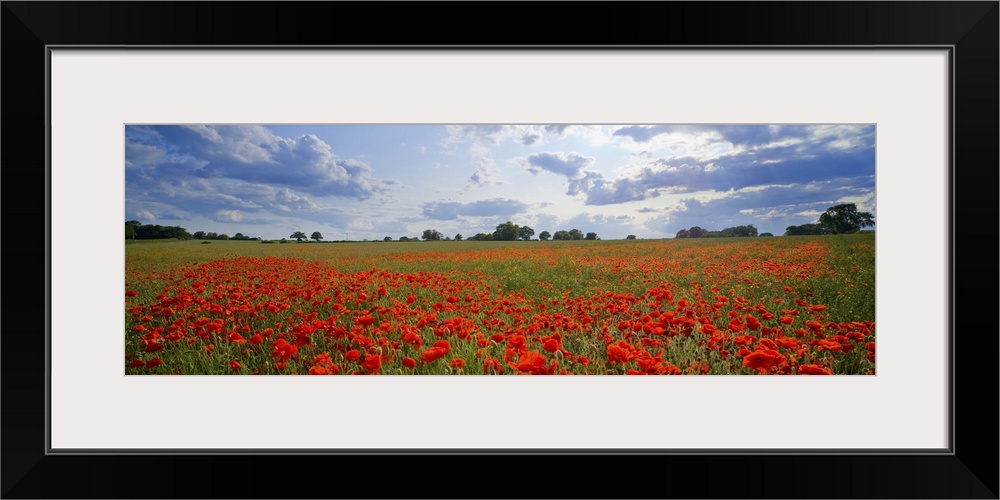 A meadow full of bright red poppies under a cloudy sky in England.