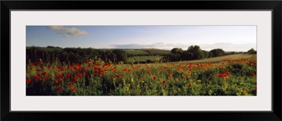 Poppies Wiltshire England