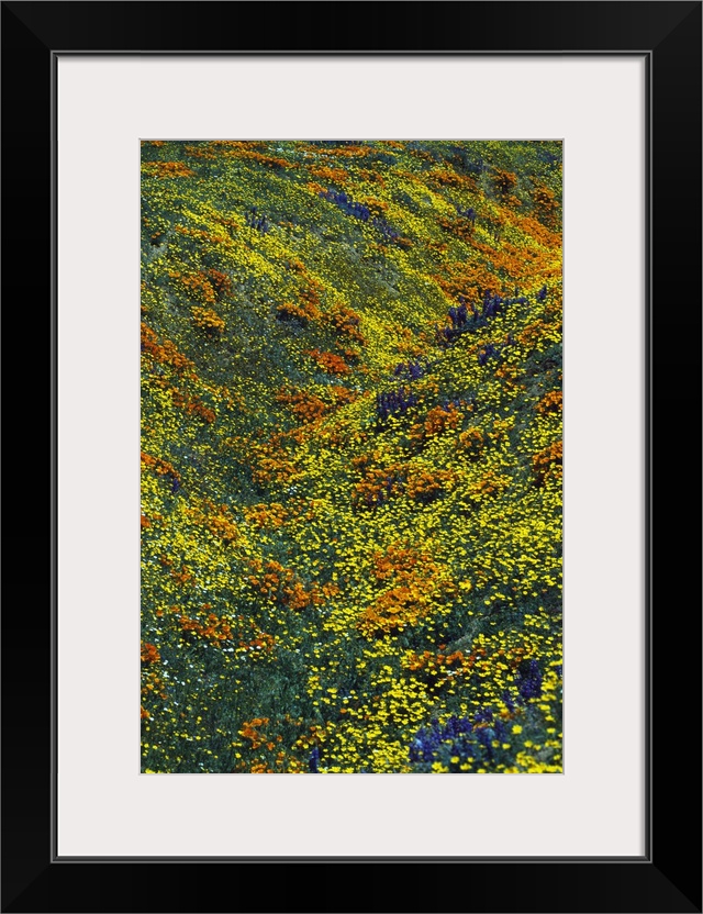 Poppy and coreopsis flowers blooming in field, California