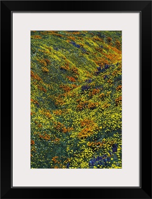 Poppy and coreopsis flowers blooming in field, California