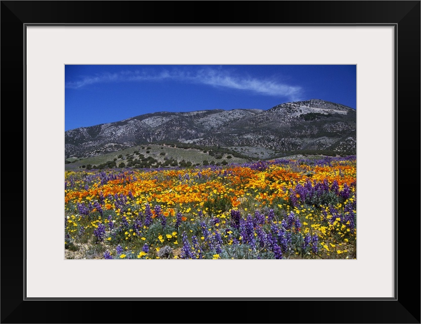 Horizontal photograph on large canvas of a vibrant poppy field, mountains in the distance under a blue sky, in California.