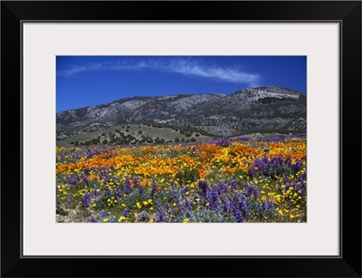 Poppy field in bloom, distant mountains, California