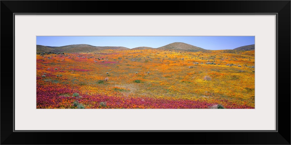 Poppy Reserve Antelope Valley Mojave Desert CA