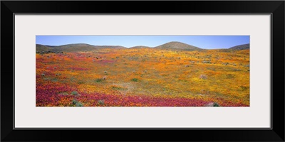 Poppy Reserve Antelope Valley Mojave Desert CA