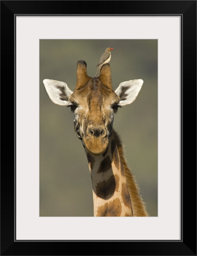 Portrait of a Rothchilds Giraffe (Giraffa Camelopardalis Rothschildi) with a Red-Blled Opecker (Buphagus Eythrorhynchus) o...