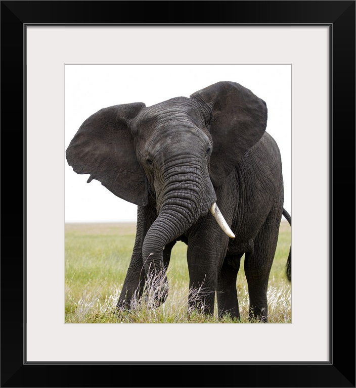 Portrait of African bush elephant (Loxodonta africana), Tanzania