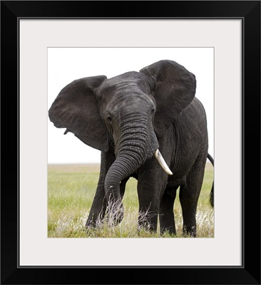 Portrait Of African Bush Elephant, Tanzania