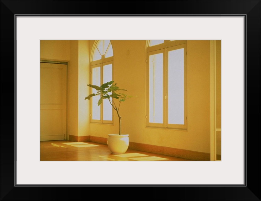 Potted plant in the interior of house