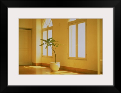 Potted plant in the interior of house