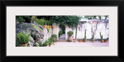 Potted plants in courtyard of a house, San Miguel De Allende, Guanajuato, Mexico