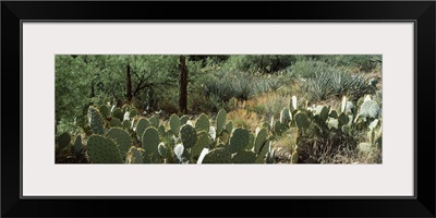 Prickly pear cacti and mesquite plants in a field