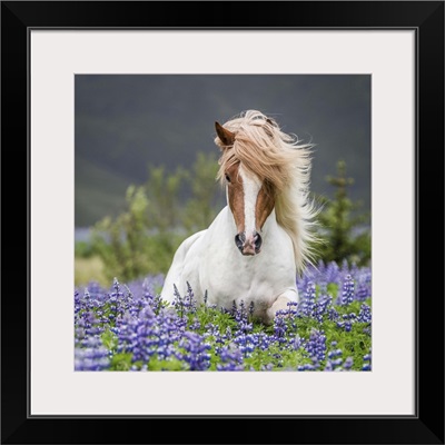 Purebred Icelandic horse in the summertime with blooming lupines, Iceland