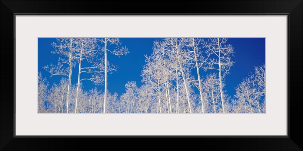 Quaking Aspen Trees in Winter UT