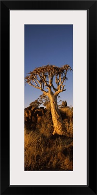 Quiver tree Aloe dichotoma at sunset Namibia