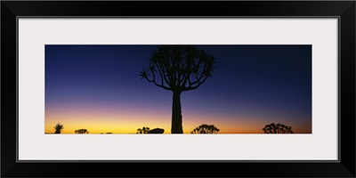 Quiver Tree Kokerboom Forest Preserve Namibia Africa