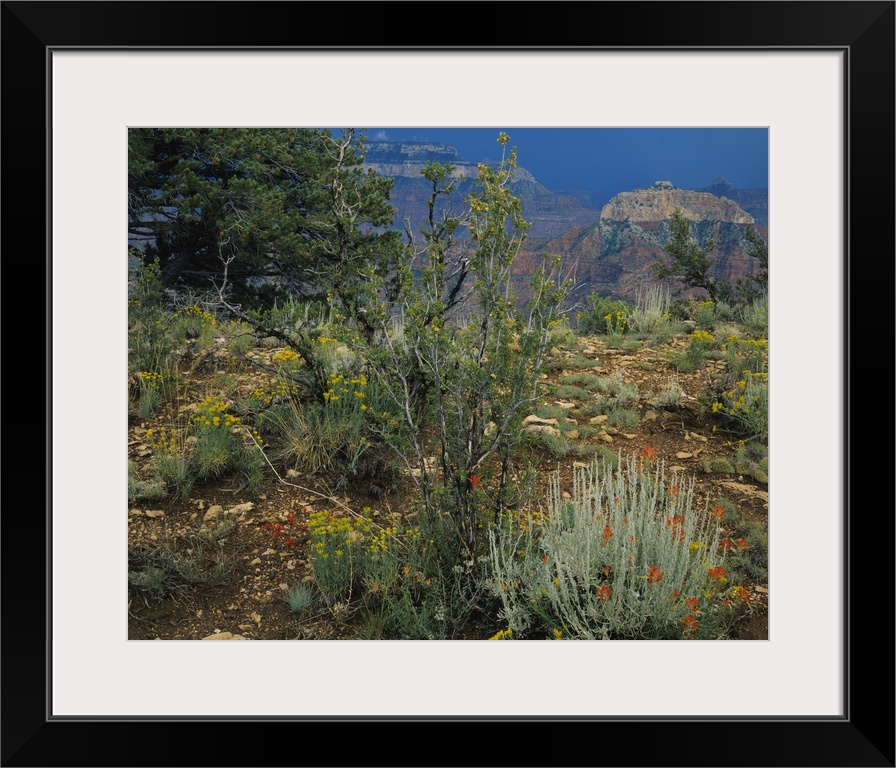 Rabbit brush plants on a landscape, Grand Canyon National Park, Coconino County, Arizona