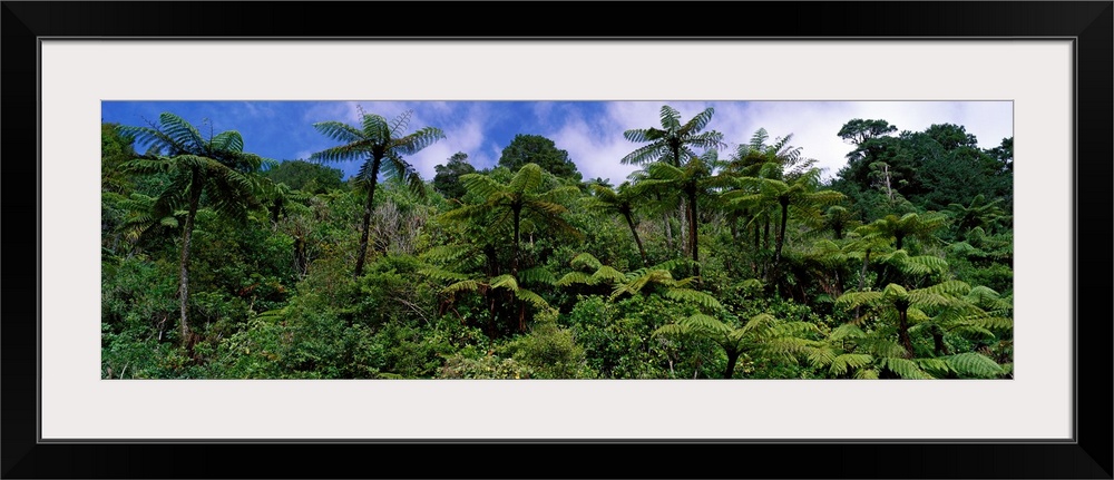 Thick foliage in the rain forest is pictured in wide angle view.