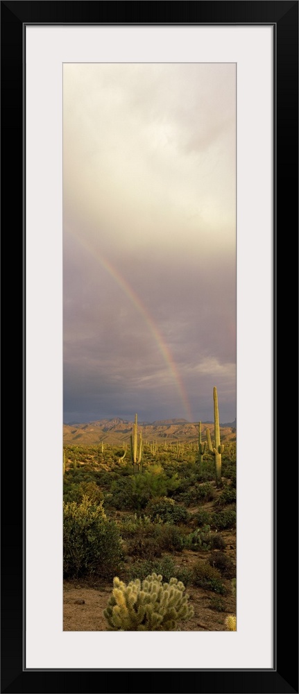 Rainbow Sonoron Desert Phoenix AZ