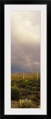 Rainbow Sonoron Desert Phoenix AZ